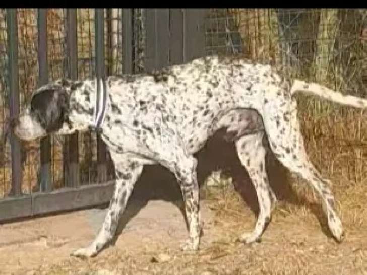 Adoption disponible : chien noir et blanc