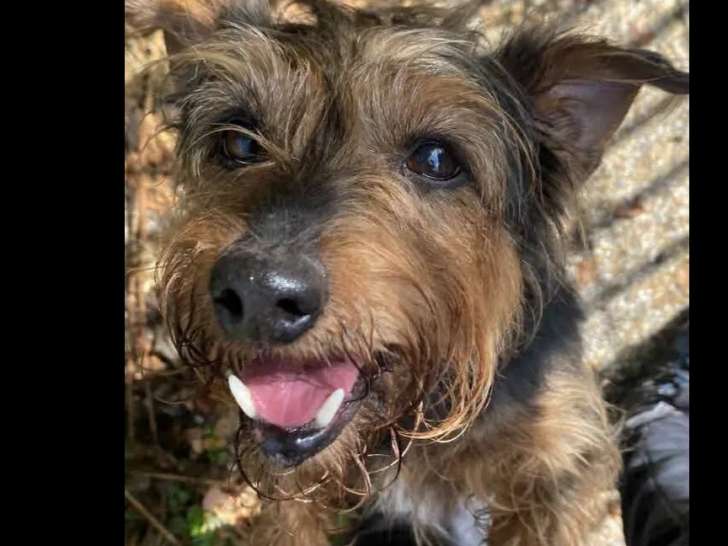 À adopter, chienne de 10 ans