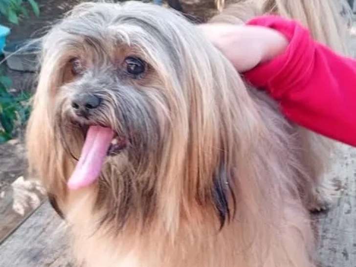Disponible à l'adoption, chien âgé de 12 ans