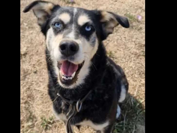 En attente d'adoption, chienne de 7 ans