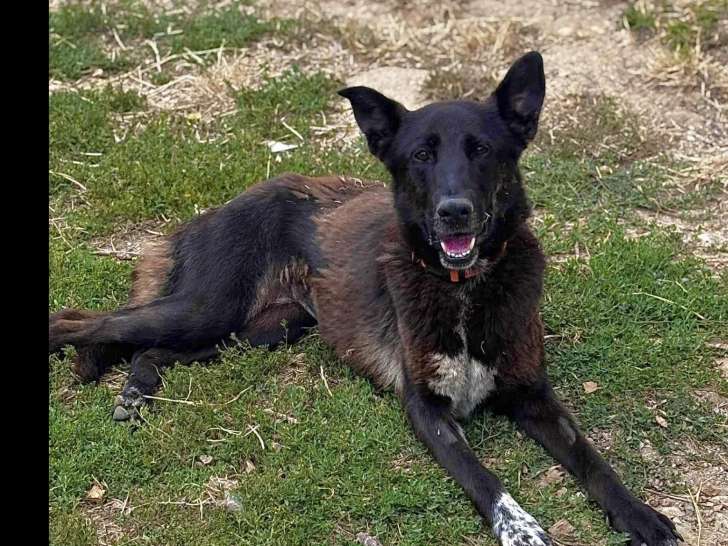 Prête pour l'adoption, chienne marron