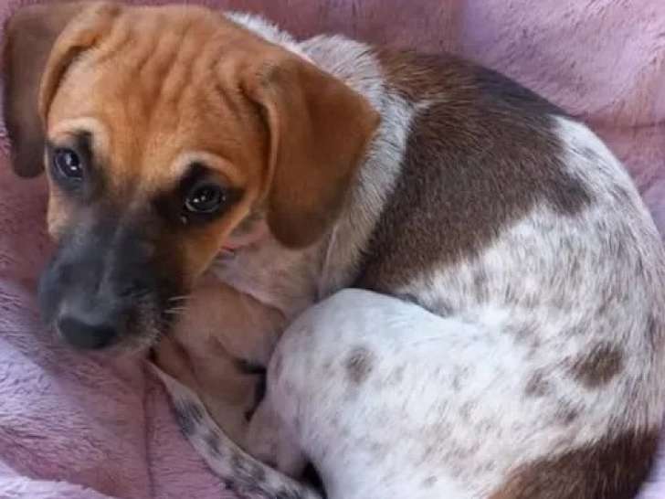 En attente d’une famille, chiot femelle de 4 mois