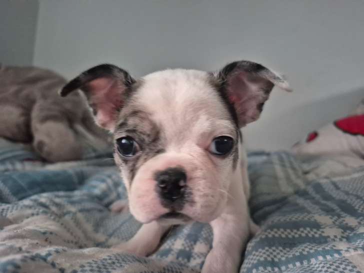 Chiots Frenchton à vendre