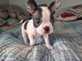 Chiots Frenchton à vendre