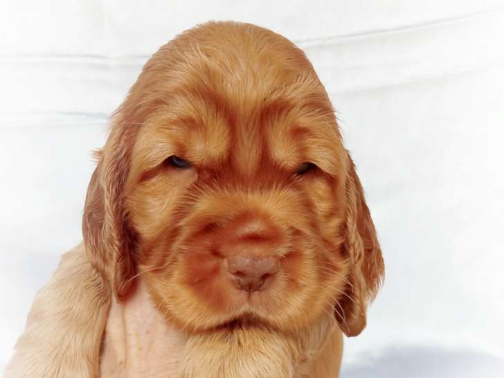 Chiot Cocker Anglais non LOF à vendre