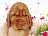 Chiot Cocker Anglais non LOF à vendre