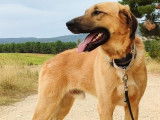 Caracol, chien très affectueux et doux à adopter
