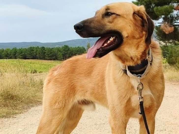 Caracol, chien très affectueux et doux à adopter