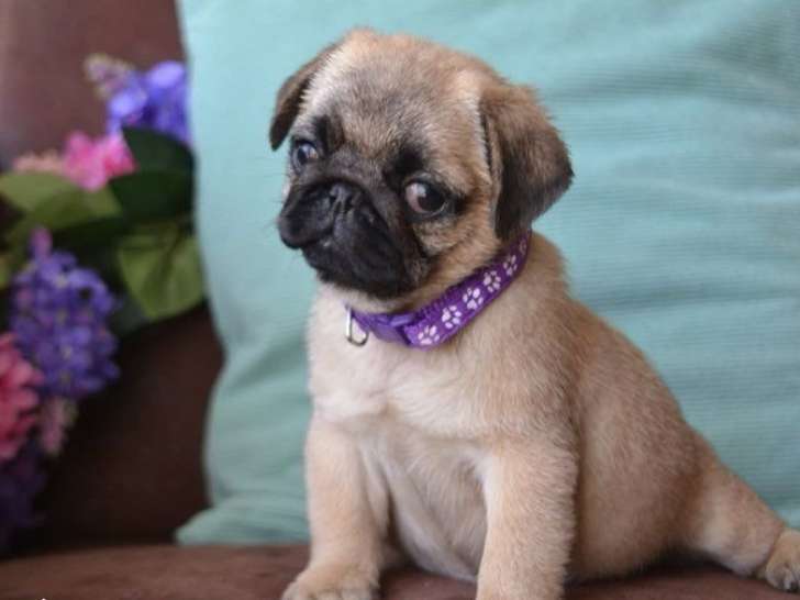3 chiots femelles Carlins LOF à vendre
