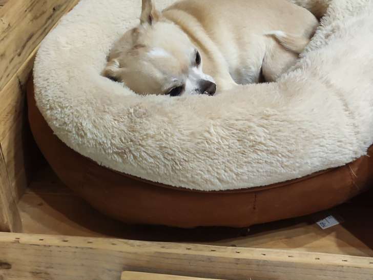 Chienne Chihuahua à donner