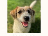 1 chiot mâle Jack Russell poil dur LOF né février 2025 mis en vente