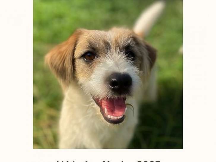 1 chiot mâle Jack Russell poil dur LOF né février 2025 mis en vente