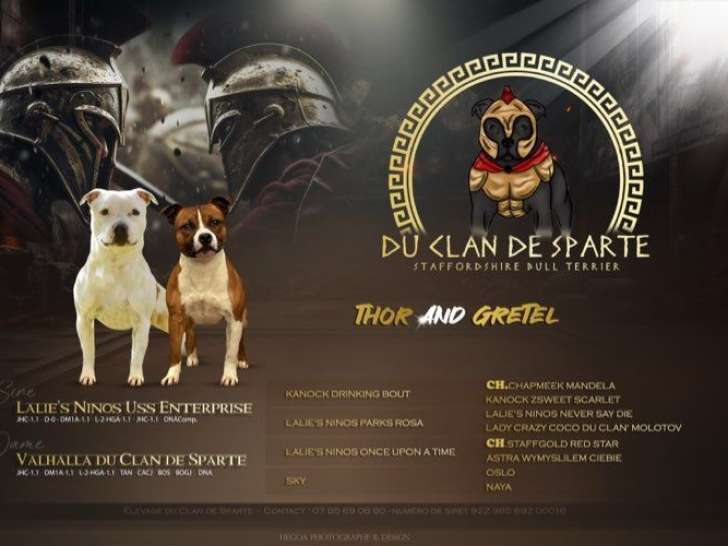 Des chiots Staffordshire Bull Terrier LOF à réserver, naissance prévue octobre 2025