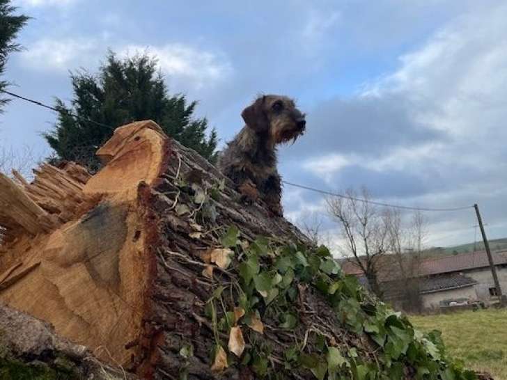 1 chien Teckel Standard poil dur LOF confirmé disponible pour saillie