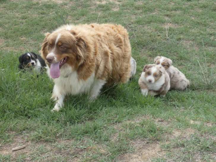 Réservation ouverte pour 3 chiots Bergers Australiens LOF nés en août 2025