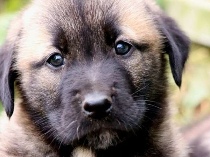 Chiots Kangals LOF à réserver