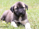 Chiots Kangals LOF à réserver