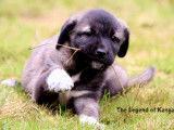 Chiots Kangals LOF à réserver