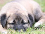 Chiots Kangals LOF à réserver