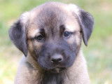 Chiots Kangals LOF à réserver