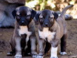Chiots Kangals LOF à réserver