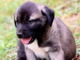 Chiots Kangals LOF à réserver