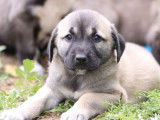 Chiots Kangals LOF à réserver
