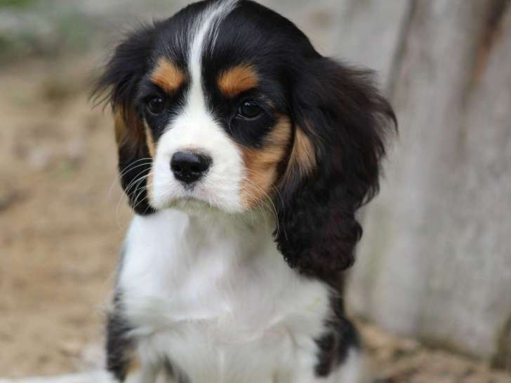 1 chiot mâle Cavalier King Charles LOF à vendre, né en juin 2025, robe tricolore
