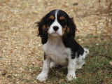 1 chiot mâle Cavalier King Charles LOF à vendre, né en juin 2025, robe tricolore