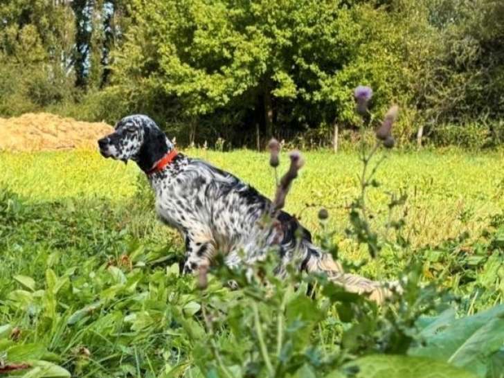 1 chien Setter Anglais adulte LOF à vendre robe blanche mouchetée