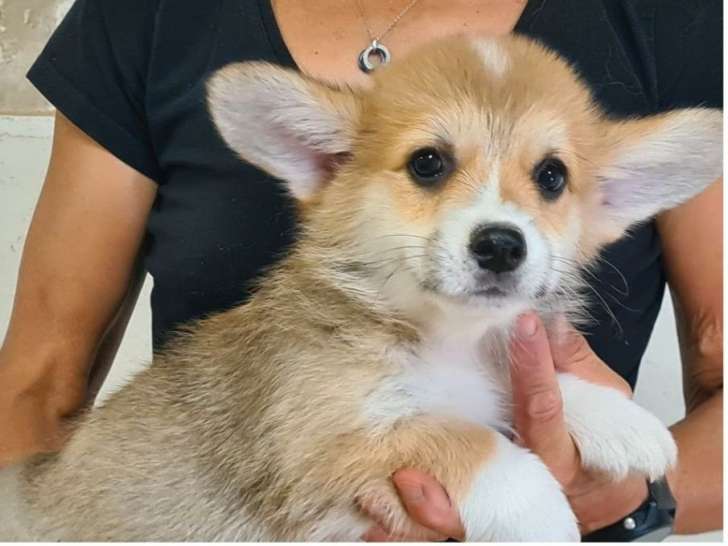 Mise en vente de 4 chiots mâles Welsh Corgi Pembroke LOF de juillet 2025