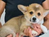 Mise en vente de 4 chiots mâles Welsh Corgi Pembroke LOF de juillet 2025