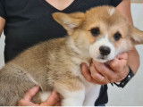 Mise en vente de 4 chiots mâles Welsh Corgi Pembroke LOF de juillet 2025