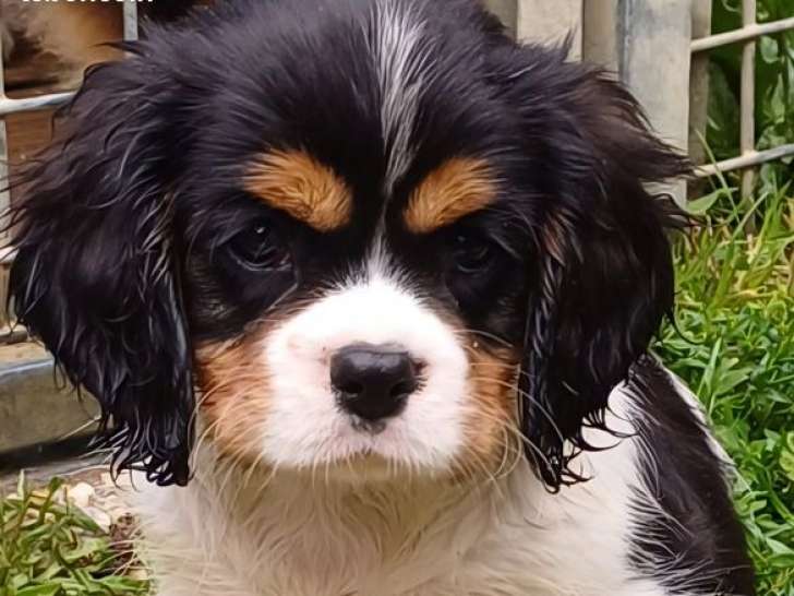 4 chiots mâles Cavaliers King Charles tricolores LOF à vendre, nés en mai 2025