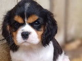 4 chiots mâles Cavaliers King Charles tricolores LOF à vendre, nés en mai 2025