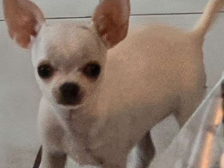 À vendre, 1 chiot femelle Chihuahua beige LOF né en juin 2025