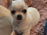 À vendre, 1 chiot femelle Chihuahua beige LOF né en juin 2025