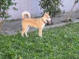 Chiot Akita croisé Husky à vendre