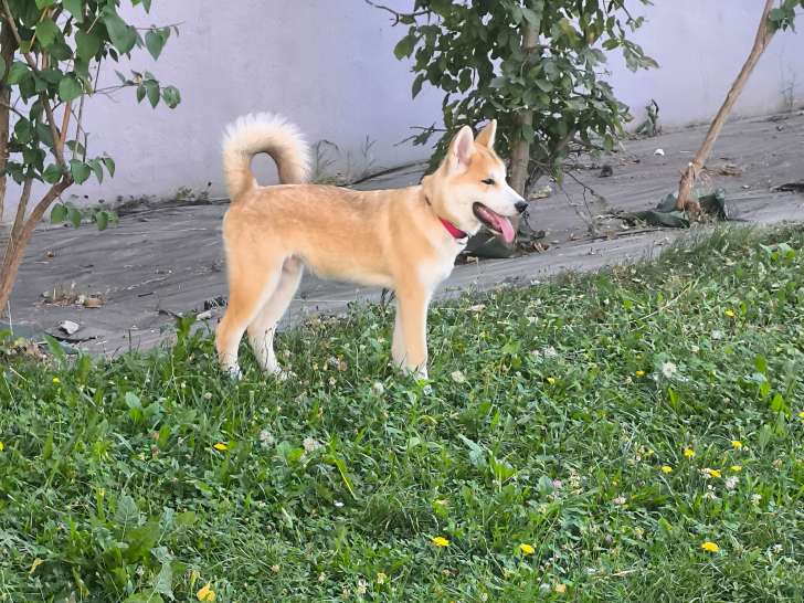Chiot Akita croisé Husky à vendre