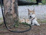 Chiot Akita croisé Husky à vendre