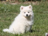 1 chiot femelle Spitz Japonais LOF blanche à vendre, née en juillet 2025