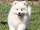 1 chiot femelle Spitz Japonais LOF blanche à vendre, née en juillet 2025
