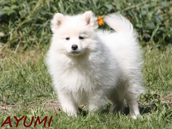 1 chiot femelle Spitz Japonais LOF blanche à vendre, née en juillet 2025
