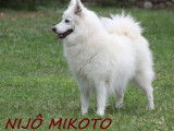 1 chiot femelle Spitz Japonais LOF blanche à vendre, née en juillet 2025