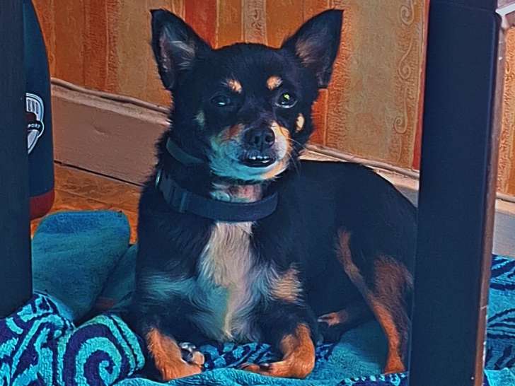 Cherche femelle Chihuahua pour saillie