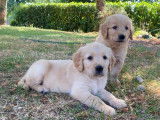 À réserver, 8 chiots Golden Retrievers LOF sable et fauve nés en août 2025