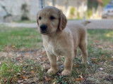 À réserver, 8 chiots Golden Retrievers LOF sable et fauve nés en août 2025