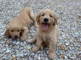 À réserver, 8 chiots Golden Retrievers LOF sable et fauve nés en août 2025