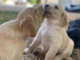 À réserver, 8 chiots Golden Retrievers LOF sable et fauve nés en août 2025