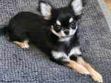 À vendre, un chiot femelle Chihuahua noire tricolore LOF née en avril 2025